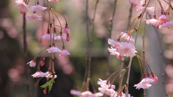 Cherry Blossoms Kakunodate Japan — Stock Video