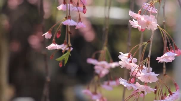 Flores Cerezo Kakunodate Japón — Vídeo de stock