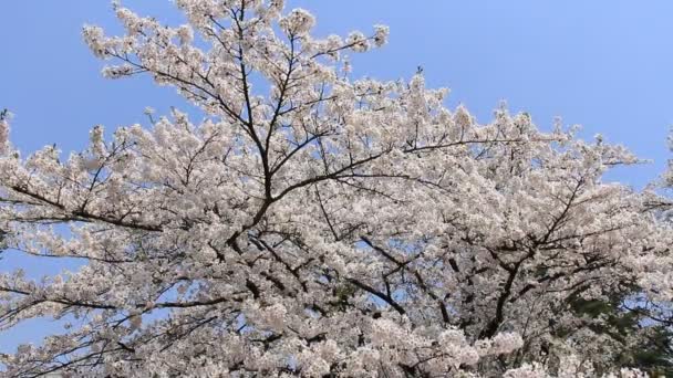 Třešňový Květ Kakunodate Japonsko — Stock video