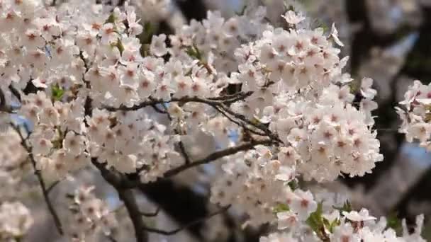 Цветок Сакуры Японии — стоковое видео