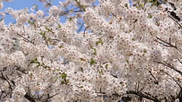 Flor Cereja Kakunodate Japão — Vídeo de Stock