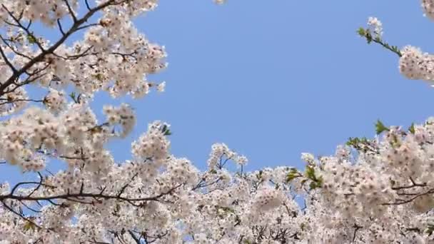 Cherry Blossom Kakunodate Japan — Stock Video