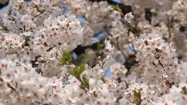 Cseresznyevirág Japán Kakunodate — Stock videók