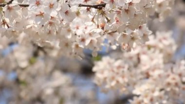 kiraz çiçeği Kakunodate Japonya