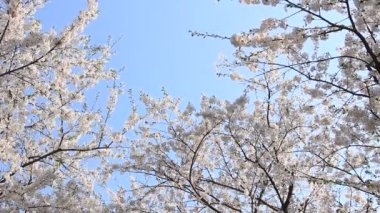 kiraz çiçeği Kakunodate Japonya