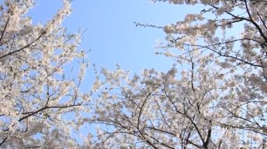 kiraz çiçeği Kakunodate Japonya