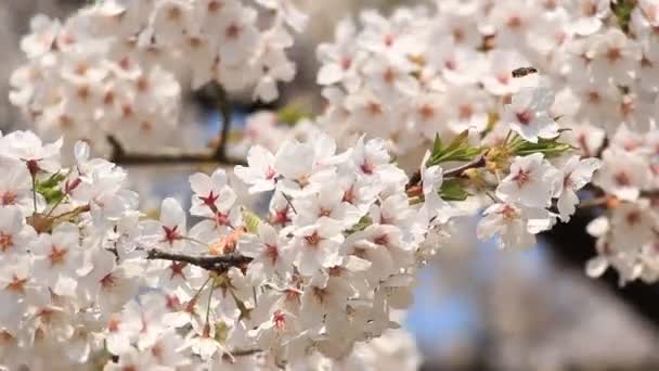 Kirschblüte Kakunodate Japan — Stockvideo