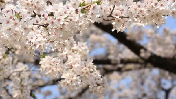 Flor Cereja Kakunodate Japão — Vídeo de Stock