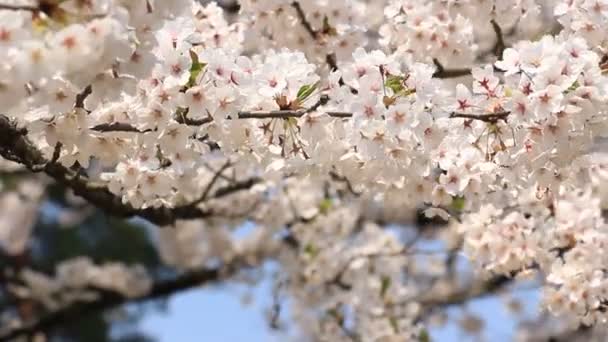 Flor Cerezo Kakunodate Japón — Vídeos de Stock