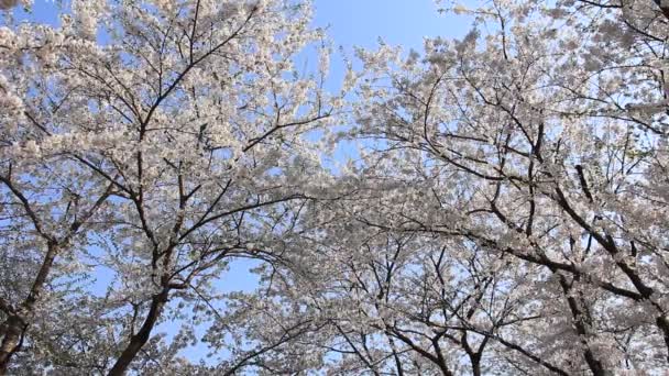 Cherry Blossom Kakunodate Japan — Stockvideo