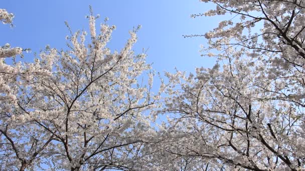 Flor Cerezo Kakunodate Japón — Vídeo de stock