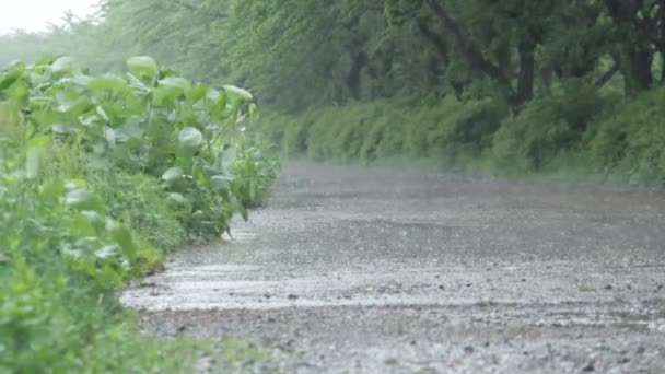 Regentropfen Regentag Starkregen — Stockvideo