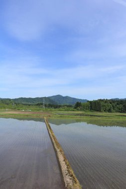 Bahar, pirinç alan, Akita, Japan, peyzaj