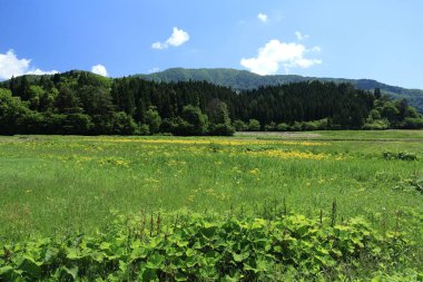 Bahar, pirinç alan, Akita, Japan, peyzaj
