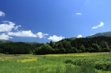 Bahar, pirinç alan, Akita, Japan, peyzaj