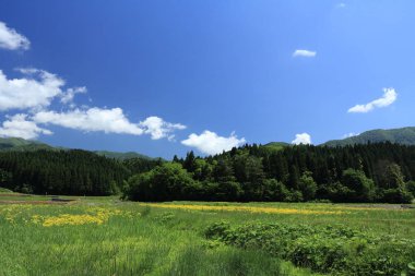 Bahar, pirinç alan, Akita, Japan, peyzaj