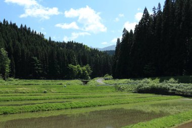 Bahar, pirinç alan, Akita, Japan, peyzaj