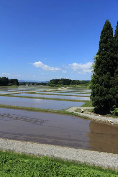 Frühling Reisfeld Akita Japan Landschaft — Stockfoto