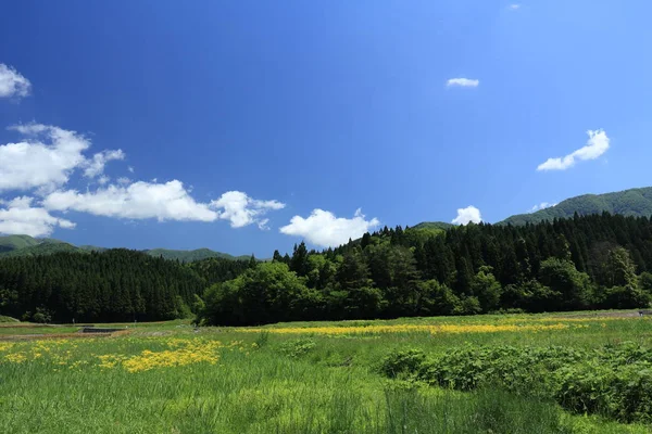 Bahar, pirinç alan, Akita, Japan, peyzaj