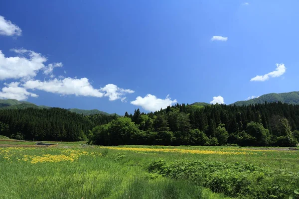Bahar, pirinç alan, Akita, Japan, peyzaj