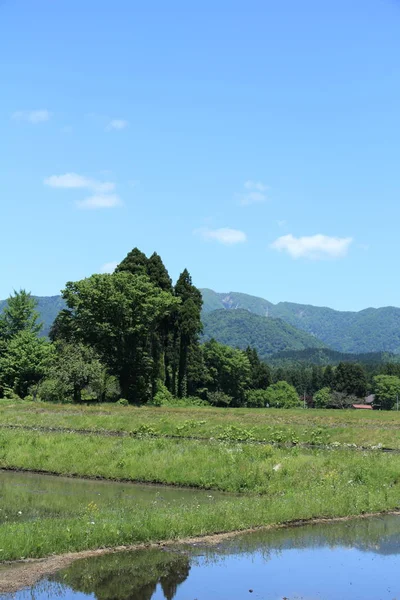 Jaro Řýže Akita Japonsko Krajina — Stock fotografie