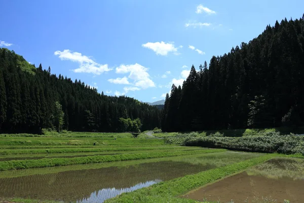 Bahar, pirinç alan, Akita, Japan, peyzaj
