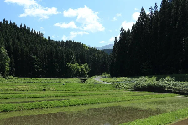 Bahar, pirinç alan, Akita, Japan, peyzaj