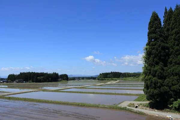Bahar, pirinç alan, Akita, Japan, peyzaj
