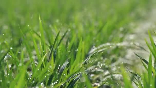 Summer Rice Field Akita Japan — Stock Video