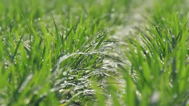 Summer Rice Field Akita Japan — стоковое видео