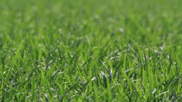 Summer Rice Field Akita Japan — Stock Video