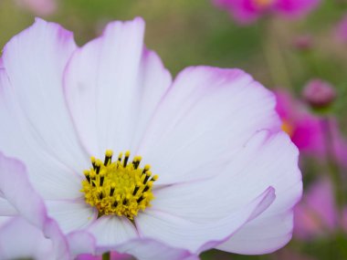 Sonbahar pirinç alan, evren, Japonya peyzaj