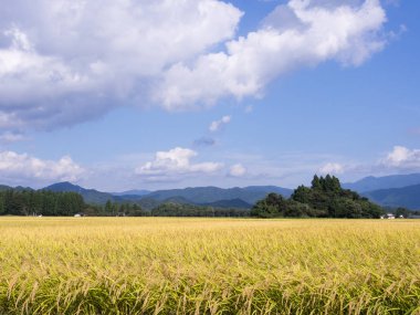 Sonbahar pirinç alan, Akita, Japan, peyzaj