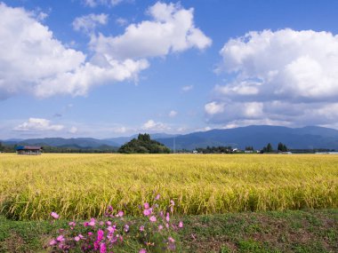 Sonbahar pirinç alan, evren, Japonya peyzaj