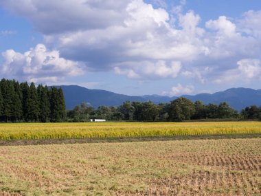 Sonbahar pirinç alan, Akita, Japan, peyzaj