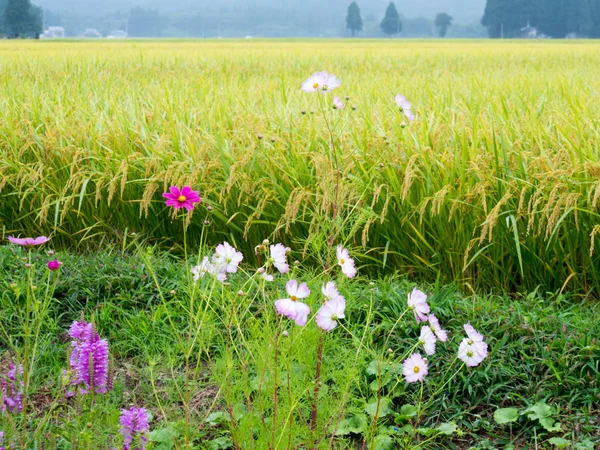 Autumn Rice Field Cosmos Japan Landscape — Stock Photo, Image