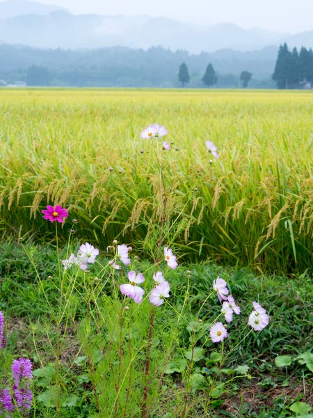 Autumn Rice Field Cosmos Japan Landscape — Stock Photo, Image