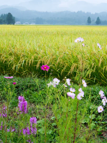 autumn rice field ,cosmos,japan landscape