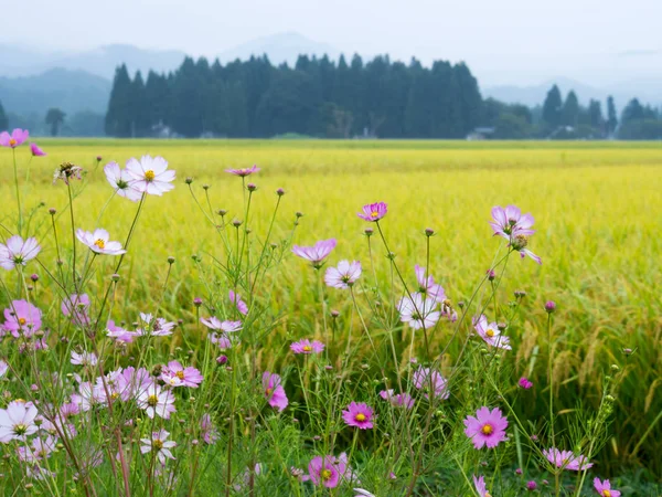 秋の田んぼ コスモス 日本風景 — ストック写真