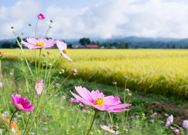 autumn rice field ,cosmos,japan landscape