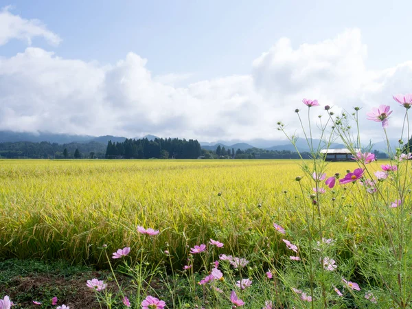 autumn rice field ,cosmos,japan landscape