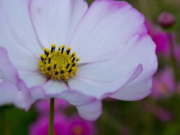 autumn rice field ,cosmos,japan landscape