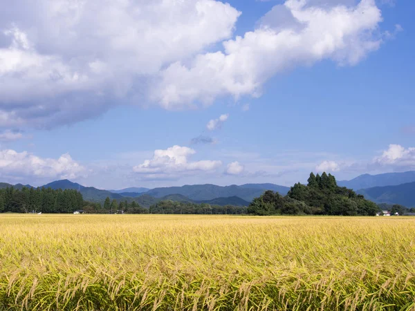 Sonbahar pirinç alan, Akita, Japan, peyzaj