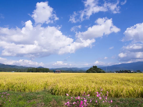 Sonbahar pirinç alan, evren, Japonya peyzaj