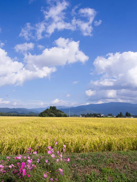 Outono Campo Arroz Akita Japão Paisagem — Fotografia de Stock