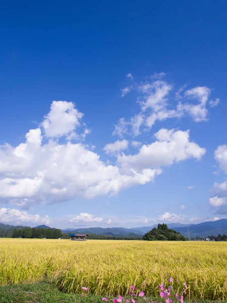 Sonbahar pirinç alan, Akita, Japan, peyzaj
