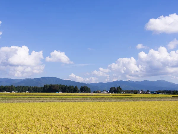Sonbahar pirinç alan, Akita, Japan, peyzaj