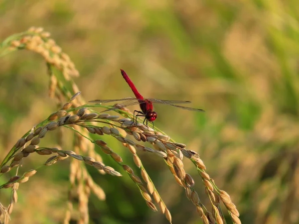 Красная Стрекоза Японии — стоковое фото