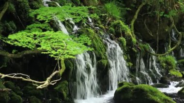 şelale ve ihale yeşil Japonya peyzaj