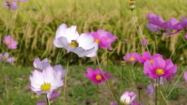Sonbahar pirinç alan, evren, Japonya peyzaj